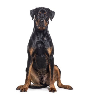 Piç köpek, Rottweiler boksörle kesişiyor, beyazlar içinde.