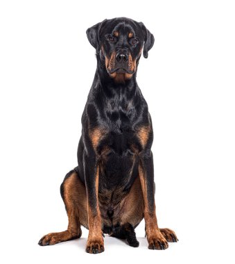 Piç köpek, Rottweiler boksörle kesişiyor, beyazlar içinde.
