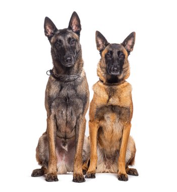 İki Malinois köpeği birlikte, kameraya bakıyor.