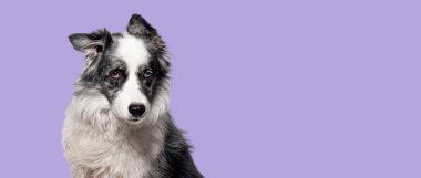 Mor arka planda izole edilmiş siyah beyaz bir çoban köpeğinin resmi.
