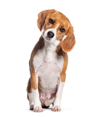 Oturan bir av köpeğinin portresi kameraya bakıyor, beyaz üzerinde izole edilmiş.