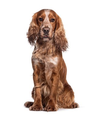 Yaşlı Cocker köpeği, beyaza bürünmüş.