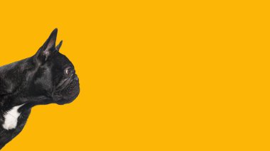 Siyahi bir Fransız bulldog 'un portakalda izole bir şekilde bakışının profili.