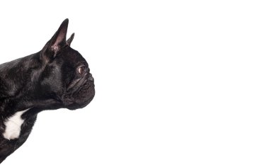 Siyah bir Fransız bulldog 'un profil başı fotoğrafı. Metni kopyalamak için boş alan arıyor, beyaz üzerine izole edilmiş.