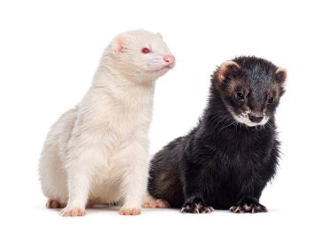 İki gelincik bir arada, beyazın üzerinde soyutlanmış.