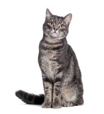 Gri tekir kedi oturuyor ve kameraya bakıyor.