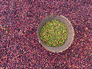 Ethiopian red and green coffee cherries lying to dry in sun. This process is the natural process. The cherries are sorted by hand and the green are put in a wicker basket. Bona Zuria, Sidama, Ethiopia