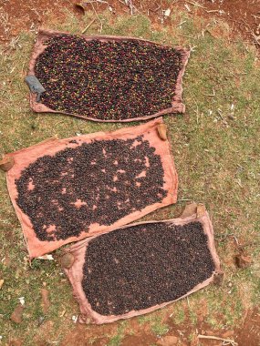 Coffee cherries being dried in a garden on a plastic sheet in the sun. this process is called the natural process. garden coffee is an ethiopian tradition. Bona Zuria, Ethiopia, Africa