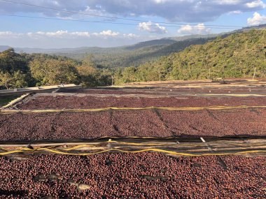 Ethiopian coffee cherries lying to dry in the sun in a drying station on raised bamboo beds. This process is the natural process. Bona Zuria, Sidama, Ethiopia, Africa