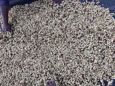 Women's hands mixing coffee cherries processed by the Honey process in the Sidama region, Ethiopia. 