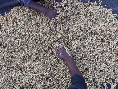 Women's hands mixing coffee cherries processed by the Honey process in the Sidama region, Ethiopia. 