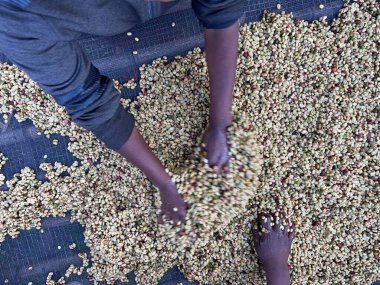 Women's hands mixing coffee cherries processed by the Honey process in the Sidama region, Ethiopia. 