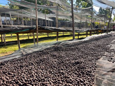 Etiyopya kahvesi kirazları yükseltilmiş bambu yataklarındaki kurutma istasyonunda güneşte kurutulmak üzere uzanıyorlar. Doğal süreç, Bona Zuria, Sidama, Etiyopya, Afrika