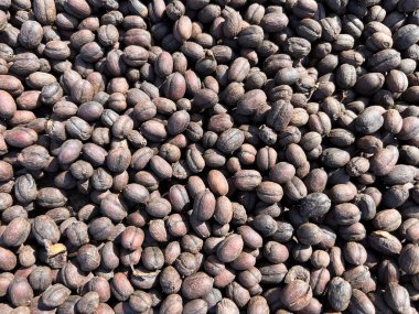 Ethiopian dried coffee before to peel off shell  lying to dry in the sun. Bona Zuria, Ethiopia