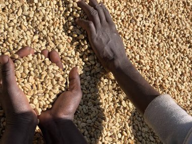 Women's hands showing dry coffee beans in the sun-drying process, the honey process, in the highland Sidama region of Ethiopia