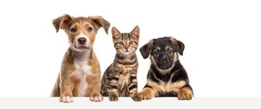 Kedi ve köpekler boş bir web pankartıyla yazı yazmak için birbirlerine yaslanıyorlar. Metin için boş alan, beyaz üzerine izole edilmiş