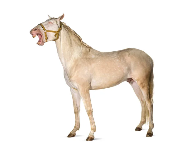 Cavalo Vestindo Arnês Boca Bem Aberta Mostrando Sua Língua Dentes — Fotografia de Stock