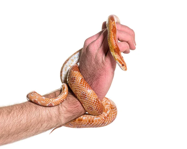Ludzka Ręka Wężem Kukurydzianym Pantherophis Guttatus — Zdjęcie stockowe