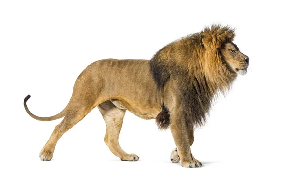 Vue Latérale Lion Adulte Mâle Regardant Fièrement Devant Lui — Photo