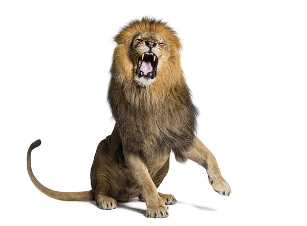 Lejonet Sitter Och Drar Ett Ansikte Tittar Kameran Och Visar — Stockfoto
