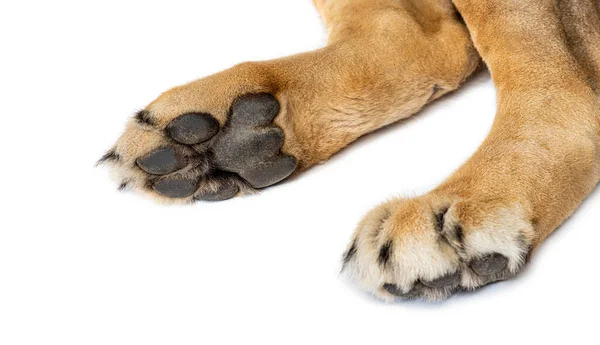 Stock image close up of the details of a lion's paw. you can see the soles of the feet, the pads and the claws, isolated on white