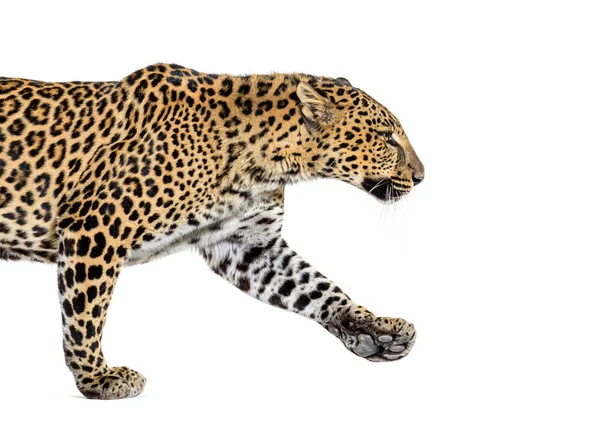 Vista Lateral Leopardo Manchado Caminhando Panthera Pardus Isolado Branco — Fotografia de Stock
