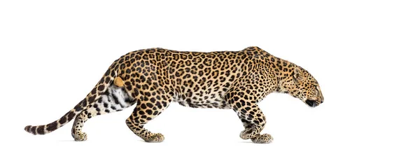 Vista Lateral Leopardo Manchado Alejándose Panthera Pardus Aislado Blanco — Foto de Stock