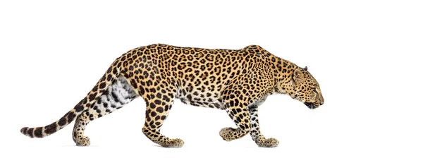 Vista Lateral Leopardo Manchado Caminhando Panthera Pardus Isolado Branco — Fotografia de Stock