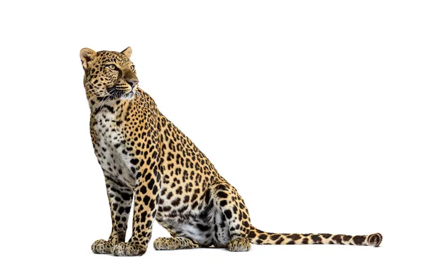 Vista Lateral Leopardo Manchado Sentado Frente Olhando Para Longe Isolado — Fotografia de Stock