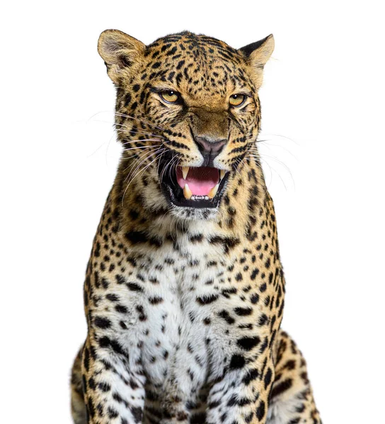 Vazut Leopard Ragand Aratandu Caninii Agresiv Panthera Pardus Izolat Alb — Fotografie, imagine de stoc