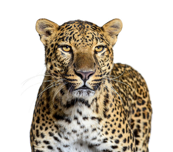 Head shot of a Spotted leopard standing in front and facing at the camera, isolated on white
