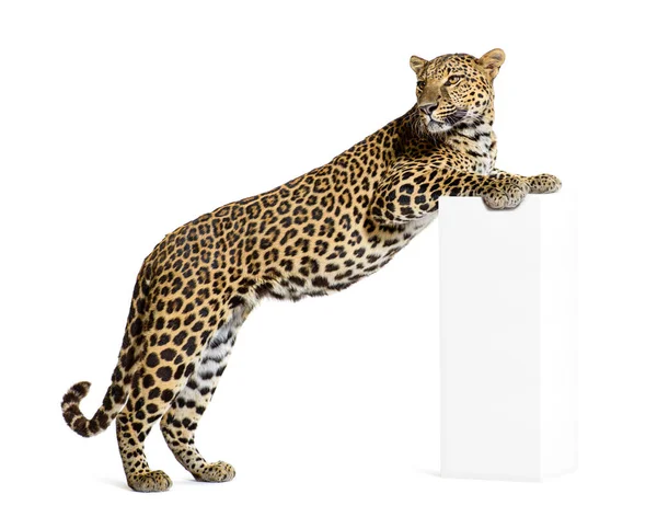 Vista Lateral Leopardo Com Pernas Dianteiras Sobre Uma Base Panthera — Fotografia de Stock