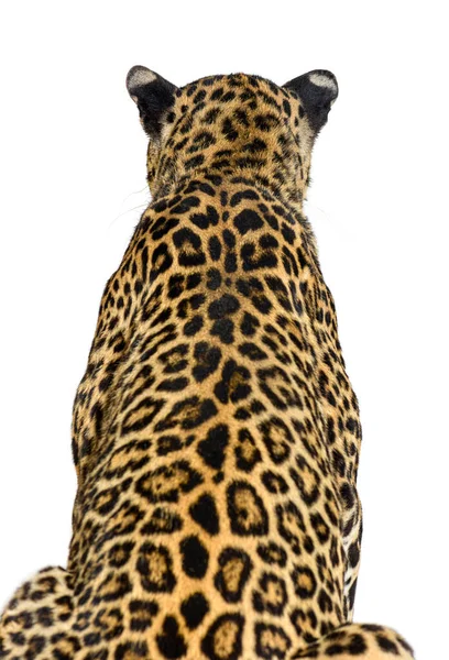 Visão Traseira Leopardo Manchado Olhando Para Frente Isolado Branco — Fotografia de Stock