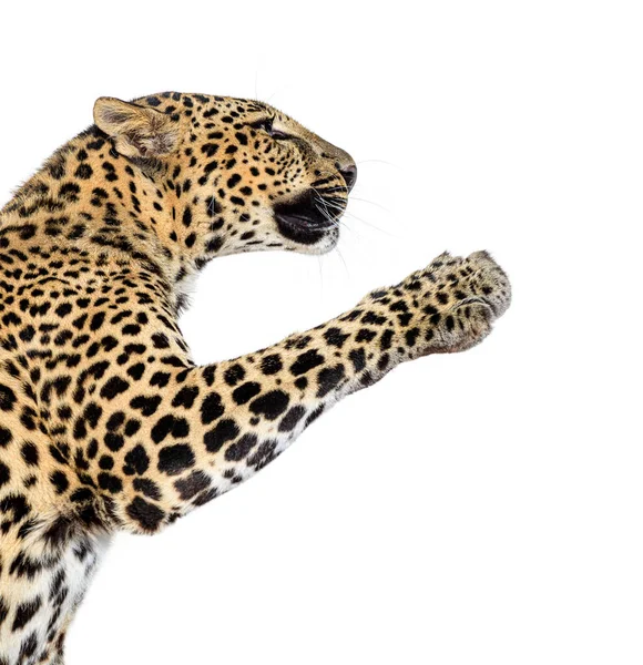 Leopardo Manchado Panthera Pardus Que Agacha Aislado Blanco — Foto de Stock