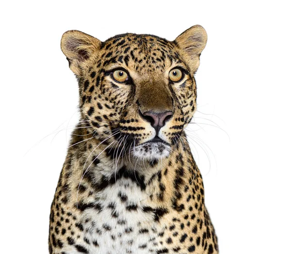 Выстрел Голову Пятнистого Леопарда Panthera Pardus Изолированного Белом — стоковое фото
