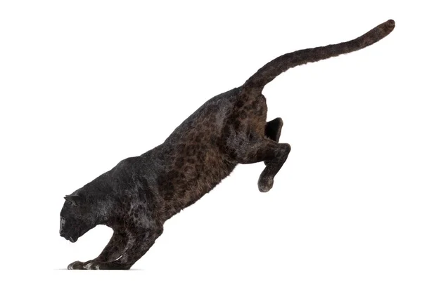 白い背景に隔離された黒いヒョウの跳躍 パンテラのパルドゥスの側面図 — ストック写真