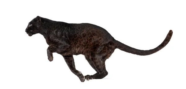 白い背景に隔離された黒いヒョウの跳躍 パンテラのパルドゥスの側面図 — ストック写真