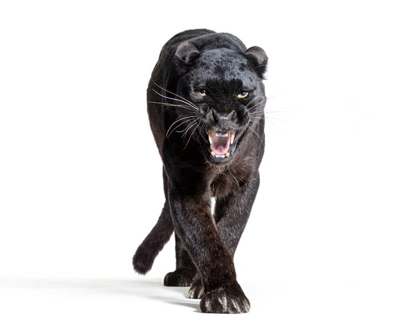 Schwarzer Leopard Panthera Pardus Geht Auf Ihn Starrt Die Kamera — Stockfoto