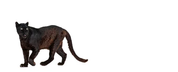 Portret Czarnego Lamparta Chodzącego Odwracającego Wzrok Dumnie Panthera Pardus Przeciwko — Zdjęcie stockowe