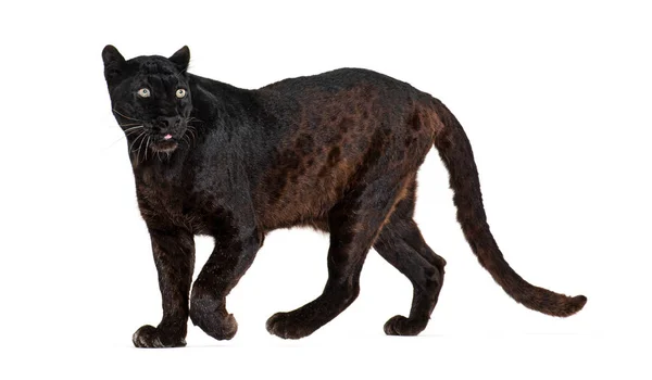 Retrato Leopardo Negro Caminando Mirando Hacia Otro Lado Orgullosamente Panthera — Foto de Stock