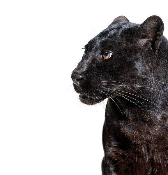 Head shot of a black panther looking away, profile, Panthera pardus, isolated on white