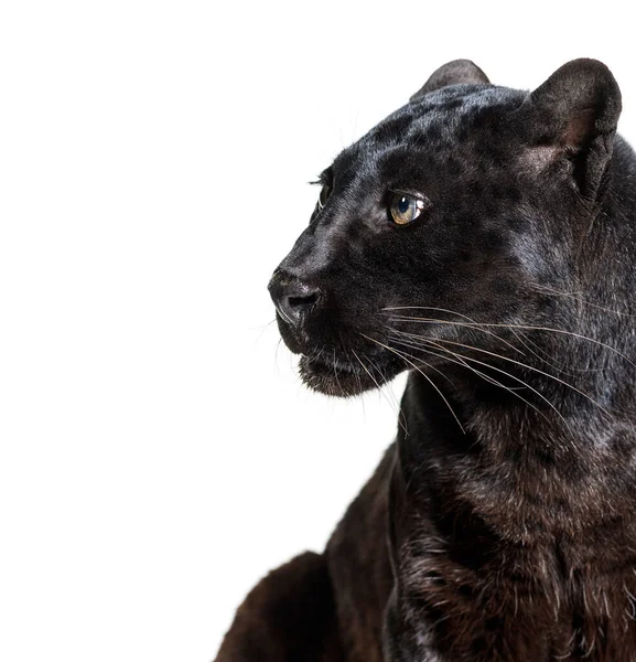Head shot of a black panther looking away, profile, Panthera pardus, isolated on white