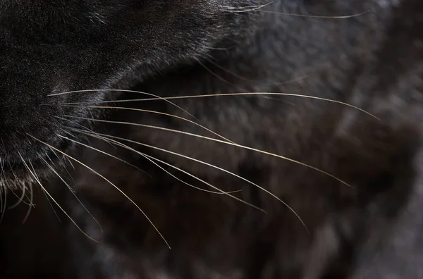 Close Sobre Bigodes Leopardo Negro Gato Grande — Fotografia de Stock