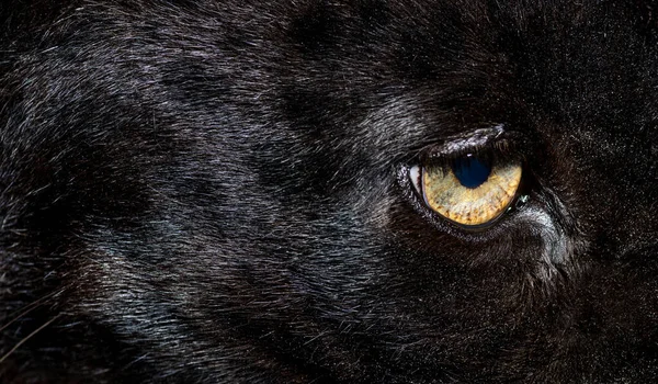 Close-up on the yellow eye of a black leopard, big cat