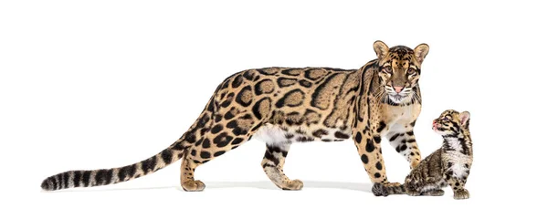 Madre Leopardo Nublado Cachorro Neofelis Nebulosa Aislado Blanco — Foto de Stock