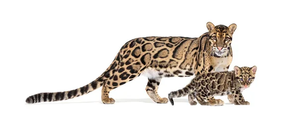 Mãe Nublado Leopardo Seu Filhote Neofelis Nebulosa Isolado Branco — Fotografia de Stock
