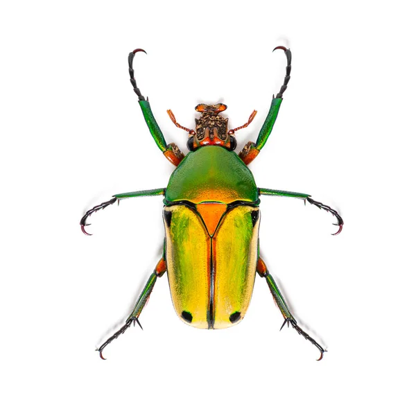花甲虫 クロロカラ四分儀 白に隔離 — ストック写真