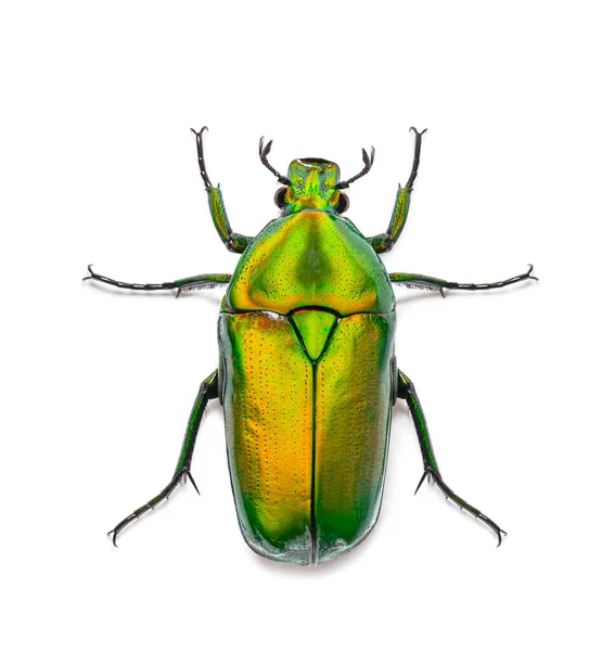 花甲虫の上からの眺め クロロカラアフリカ 白に隔離された — ストック写真