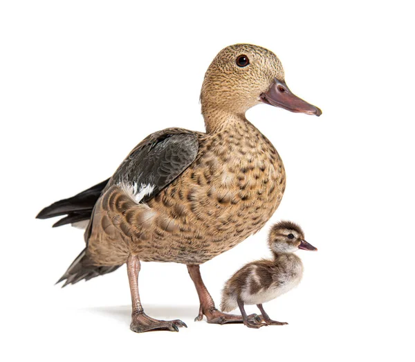 Young Duckling Madagascar Teal Duck Anas Bernieri Isolated White — Stock Photo, Image