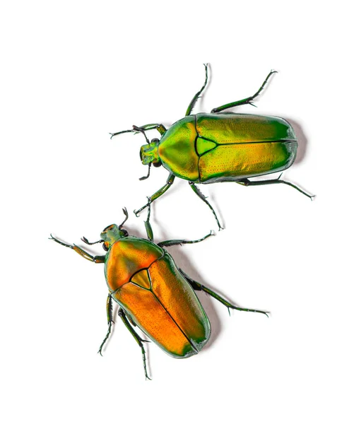 Deux Coléoptères Vue Haut Chlorocala Africana Isolé Sur Blanc — Photo